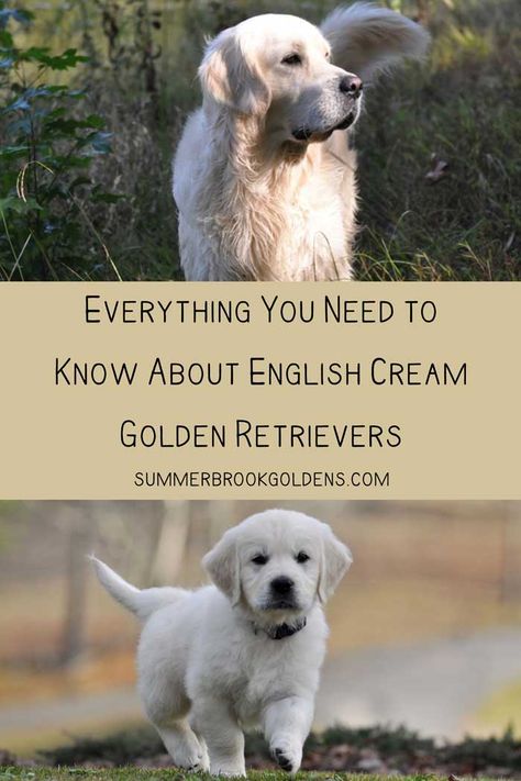 Find out everything that you need to know about English Golden Retrievers which are also known as English Cream Golden Retrievers. Are they different from American Golden Retrievers? What are their temperaments like? Are they a healthy breed? Get all of the answers here. English Cream Retriever, English Cream Golden Retriever Puppy, Cream Golden Retriever Puppy, English Retriever, Golden Retriever English Cream, English Golden Retriever Puppy, American Golden Retriever, English Cream Golden Retriever, Golden Retriever Training