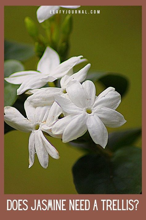 Does Jasmine Need A Trellis Jasmine On Trellis, Homemade Trellis, Arabian Jasmine, Jasmine Plant, Grow Gorgeous, Star Jasmine, Indoor Plant Care, Plant Health, Flowering Plants