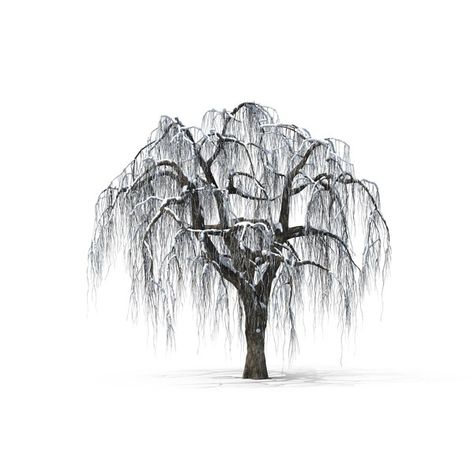 Willow Tree Black And White, Detailed Black And White Drawings, Half Tree Drawing, Liminal Tattoo, Weeping Willow Drawing, Willow Tree Sketch, Weeping Willow Tree Tattoo, Willow Tree Drawing, Willow Painting