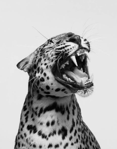 Cool Posters Aesthetic Black And White, Black Leopard Aesthetic, Black Aesthetic Poster, Black And White Posters Aesthetic, Leopard Black And White, Leopard Photo, Leopard Aesthetic, Cheetah Print Wallpaper, Black And White Leopard