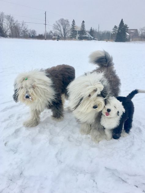 English Sheepdog Puppy, Old English Sheepdog Puppy, Sheepdog Puppy, Sheep Dog Puppy, English Sheepdog, Old English Sheepdog, Pretty Animals, Cute Dogs And Puppies, Cute Animal Photos