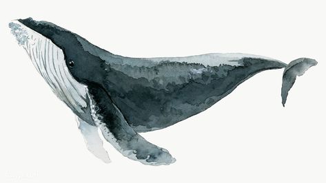 Watercolor Whales, Whale Artwork, Whale Species, Whale Art Print, Whale Painting, Whale Nursery, Whale Tattoos, Buku Harry Potter, Watercolor Whale