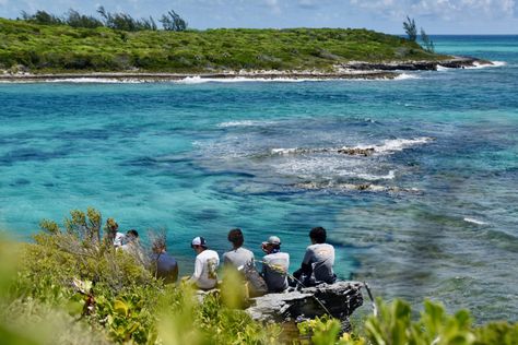 Summer Term - The Island School Lighthouse Island, Coral Reef Ecosystem, Royal School, Human Ecology, Summer Courses, Magical Island, Island School, Philosophy Of Education, School Dr