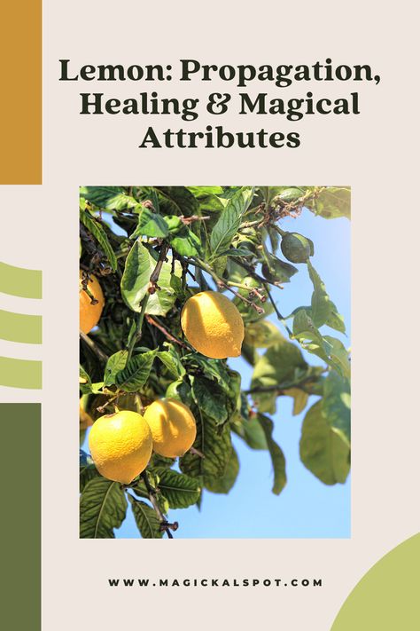 Discover the versatile and magical lemon, from its propagation and healing properties to its powerful symbolic and magical attributes. Learn how to grow your own lemon tree, and explore the many ways lemons can be used for physical and spiritual healing. Whether you're interested in herbalism or simply love the refreshing taste and aroma of lemons, this article is a must-read for anyone seeking to unlock the full potential of this remarkable fruit.