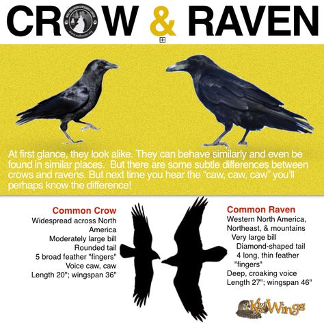 Crow or Raven? The crow's tail feathers are basically the same length, so when the bird spreads its tail, it opens like a fan. Ravens, however, have longer middle feathers in their tails, so their tail appears wedge-shaped when open. Listen closely to the birds' calls. Crows give a cawing sound. Crow And Raven, Feathers Tattoo, Common Crow, Black Crows, Jackdaw, Crows Ravens, The Crow, Animal Facts, Izu