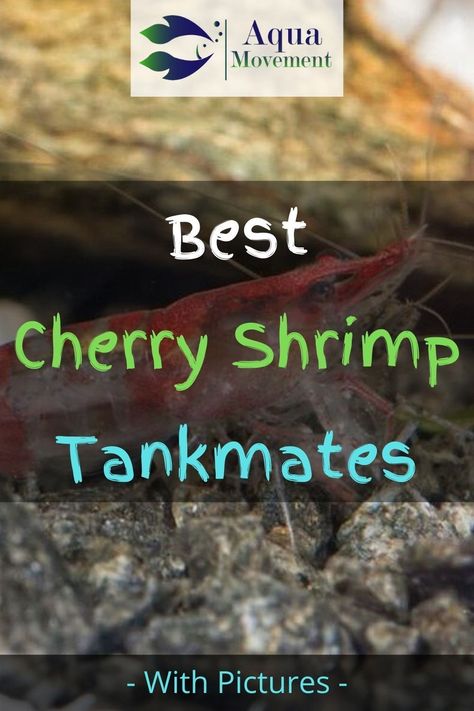 Shrimp Tanks Freshwater, Shrimp Tank Ideas Freshwater Aquarium, Cherry Shrimp Tank Ideas, Shrimp Tank Aquascape, Nano Shrimp Tank, Cherry Shrimp Tank, Shrimp Tank Ideas, Giant Shrimp, Shrimp Aquarium