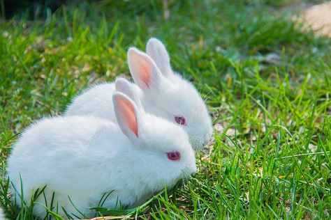 Two Animals In The Daytime White Rabbits Outdoor Capture Photography Map With Pictures Background Map With Pictures, Activity Games For Kids, Two Animals, Pictures Background, Background Animal, Two Rabbits, Black And White Graffiti, Dog Logo Design, Rabbit Pictures