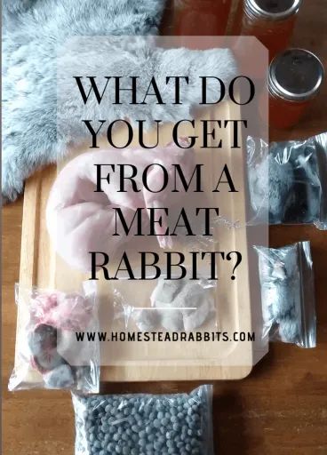 Meat Rabbits Breeds, Raising Rabbits For Meat, Rabbit Meat, Rabbit Feeding, Young Rabbit, Rabbit Farm, Meat Rabbits, Raising Farm Animals, Raising Rabbits