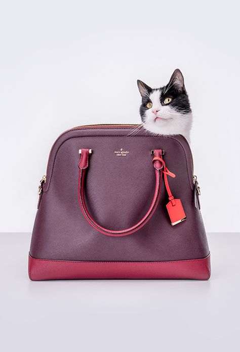 fact: cats love the cameron street mega margot. (we do, too.) Classic Purple Top Handle Bag, Kate Spade Aesthetic, Luxury Purple Double Handle Bag, High-end Red Shoulder Bag With Top Handle, Luxury Purple Bag With Branded Hardware, Dooney And Bourke Disney Cats, Cat Tips, Fab Frocks, Cats Love