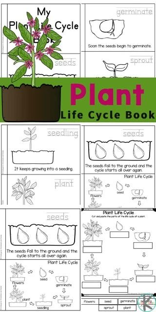 Gardening Worksheets, Plant Life Cycles, Plant Life Cycle Worksheet, Sunflower Life Cycle, Plant Experiments, Plant Lessons, Plant Printable, Cycle For Kids, How Plants Grow