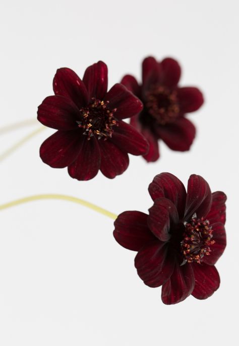 Chocolate Cosmos Aesthetic, Wedding Mural, Red Wedding Flowers Bouquet, Flower References, Maroon Aesthetic, Chocolate Scent, Wine Aesthetic, Chocolate Cosmos, Flower Types