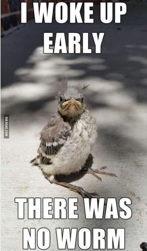 101 Funny Good Morning Memes - "I woke up early. There was no worm." Funny Bird Pictures, Funny Good Morning Memes, Sunday Humor, Morning Memes, Good Morning Funny Pictures, Funny Good Morning Quotes, Dirty Memes, Friday Humor, Funny Birds