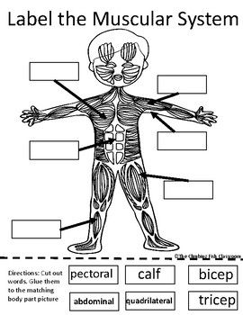 Body Systems Cut and Paste Worksheets Preschool Muscles Activity, Muscular System Worksheet, Muscles Worksheet, Muscular System For Kids, Muscular System Activities, Human Body Lesson, Digital Worksheets, Human Body Worksheets, Muscle System