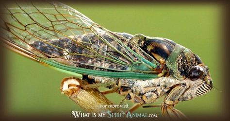 Get in-depth Cicada Symbolism & Meanings! Cicada as a Spirit, Totem, & Power Animal. Plus, Cicada in Native American and Far Eastern Symbolism and Dreams! Cicada Symbolism, Insect Symbolism, Animal Totem Spirit Guides, Spirit Animal Quiz, Find Your Spirit Animal, Native American Zodiac, Symbolism Meaning, Spirit Animal Meaning, Animal Meanings