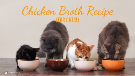 Cat Soup Recipe, Chicken Gravy From Broth, Chicken Broth Recipe, Chicken Bone Broth Recipe, Pet Recipes, Easy Chicken Soup, Chicken Broth Recipes, Homemade Cat Food, Chicken Cat