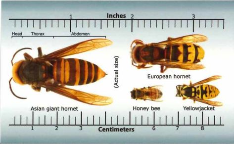 HORNET ID: MDC staff have received several reports of the Asian giant hornet, also known as the “murder hornet”, in Missouri. No Asian giant hornet has been found in the state, and it’s unlikely they could survive here due to our climate. Many are seeing large wasps and hornets right now that are likely new queens of European or bald-faced hornets leaving nests and seeking hibernation sites. One identifying characteristic is the drop-shaped spot along the abdominal bands that separate European h Wasps And Hornets, Bees And Wasps, Killer Queen, Wasp, Hornet, Missouri, Insects, Funny Pictures, Bee