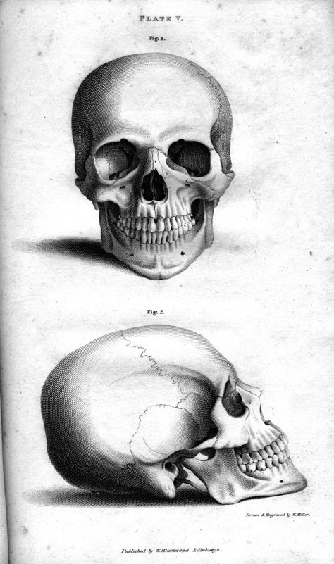 Bone Room Meditations | osteography Skull Reference, Skull Illustration, Skull Drawing, Sketchbook Pages, Human Skull, Anatomy Drawing, Anatomy Art, Skull And Bones, Skull Art