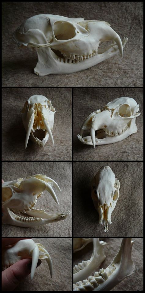 Chinese Water Deer Skull by CabinetCuriosities on DeviantArt Chinese Water Deer, Canine Skull, Water Deer, Fox Skull, Dog Skull, Skull Reference, Skeleton Anatomy, Symbole Viking, Wolf Skull