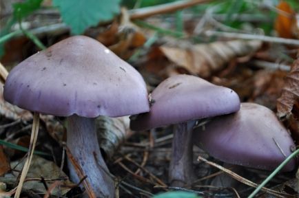 Wood Blewit, Mushroom Guide, Different Types Of Succulents, Mushroom Identification, Wild Food Foraging, Edible Mushrooms, Wild Mushroom, Make A Character, Types Of Succulents