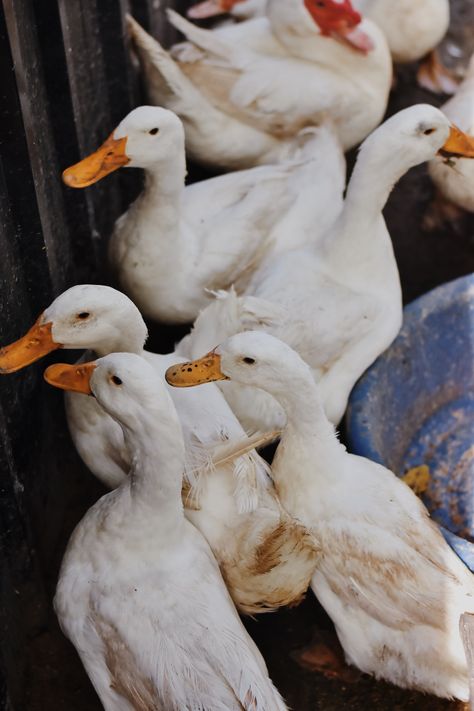 Fossil Farms’ Pekin Ducks are raised by a third-generation family-owned farm in Pennsylvania. Our Pekin Ducks are raised in large, temperature-controlled free roaming barns. The Ducks are fed a nutritious diet of corn and soybeans sourced from local farms. They have a blush color, well-balanced flavor and are incredibly tender. All of our Ducks are 100% naturally raised and are part of the “Never Ever Program,” where antibiotics, steroids and hormones are never used. Pekin Ducks, Keeping Ducks, Pekin Duck, Nutritious Diet, Local Farm, Blush Color, Ducks, Pennsylvania, Fossil