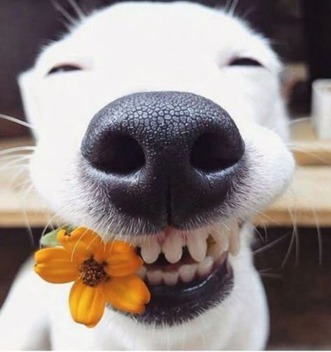 Take A Look At The Happiest #Dogs To Help You Get Through Monday! http://ibeebz.com #It'sADogsLife Regnul Animal, Airedale Terrier, Smiling Dogs, 웃긴 사진, White Dog, Happy Animals, Drawing Tutorials, Animal Photo, Happy Dogs