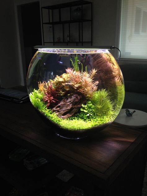 Brackish Aquarium, Diy Aquarium Decor, Tank Aquariums, Bowl Aquarium, Water Terrarium, Aquarium Garden, Plants Photo, Amazing Aquariums, Taman Air