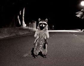 raccoon street | Dr. Melanie Patton Renfrew's Site Raccoon Costume, Trash Panda, Tumblr Photography, Dog Obedience, Racoon, Dog Grooming, Animal Kingdom, Animal Photography, In The Middle