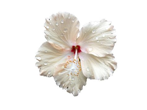 Hibiscus Red Flower - Free photo on Pixabay Flower App Icon, Macbook Icon, White Macbook, Flower App, Hibiscus Red, Arte Monster High, Beach Icon, White Hibiscus, Cute Laptop Wallpaper