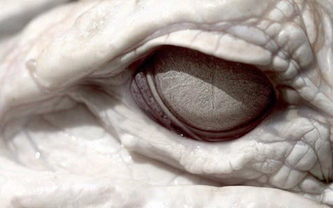 White Dragonborn, Sharp Face, Crocodile Eyes, Harry Potter Dragon, Game Of Thrones Oc, White Crocodile, Eyes Aesthetic, Red Rising, Dragon Series