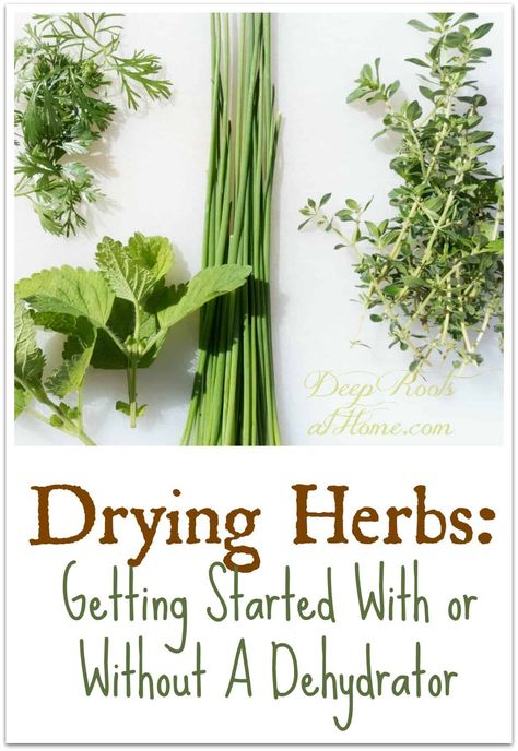 Drying Herbs: Getting Started With Or Without A Dehydrator. #home #diy #howto #ideas #tips #lifestyle #healthy #herbs #herbal #plants #garden #dehydrator #drying #frugal #thrifty #homemade #homemaking #green #homestead #homesteading #sustainable #natural #wellness #creative #crafts #crafting #offgrid #naturalliving #rosemary #mint #oregano #sage #cilantro #oven #thyme #leaves #plans #flavors via @deeprootsathome Dehydrator Herbs, Drying Thyme, Gardening Herbs, Healthy Wellness, Watermelon Art, Types Of Herbs, Herbal Plants, Healthy Herbs, Deep Roots