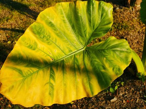 Elephant Plant Care, Elephant Ear Plant Care Outdoor, Elephant Ears Plants Landscaping, Elephant Ears Plants Indoor, Elephant Ear Plant Indoor, Elephant Ears Garden, Elephant Ears Plants, Elephant Ear Plant Care, Plant Knowledge