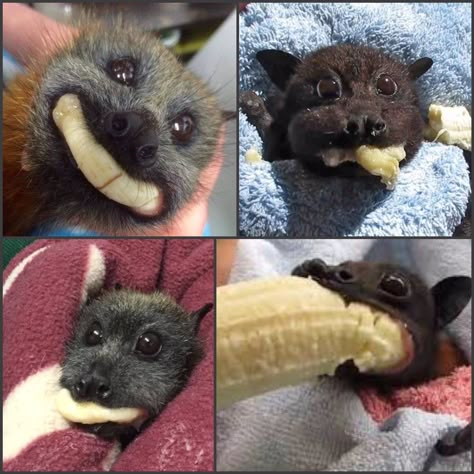 Dr Helen Ingram on X: "We’ve reached that point in the week where we would all benefit from seeing some baby bats eating bananas https://t.co/JfjqHsP2p7" / X Bat Eating Banana, Bat Reference, Bat Eating, Banana Meme, Eating Banana, Fox Bat, Funny Looking Cats, Eating Bananas, Fruit Bat