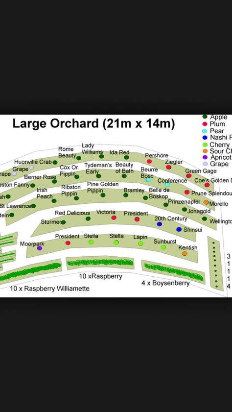 Terraced orchard Urban Orchard, Orchard Layout, Orchard Planning Design, Small Orchard Layout, Permaculture Orchard Layout, Permaculture Orchard, Suburban Orchard, Orchard On Hillside, Hillside Orchard