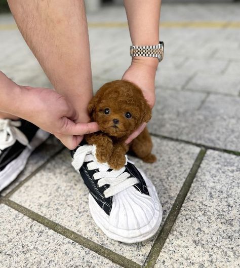 Happy dog day from Walter the cute and sweet teacup ☕️ poodle puppy 🐶 now ready for a new home 🏡 Tea Cup Puppies, Teacup Poodles, Teacup Poodle Puppies, Teacup Poodle, Puppy Mom, Tea Cup Poodle, Dog Day, Poodle Puppy, Happy Dogs