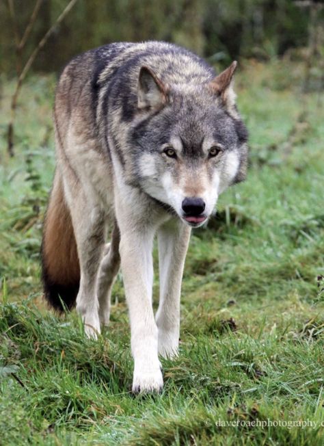 Northwestern Wolf, Wolf Stuff, Whitetail Deer, Wolves, Moth, Husky, Deer, Nature Photography, Feel Free