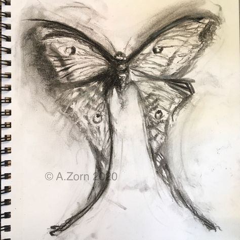 Luna Moth charcoal drawing by Amy Zorn amyzornart.com Scary Moth Drawing, Luna Moth Sketch, Moth Sketches, Moths Drawing, Moth Sketch, Luna Moth Drawing, Moth Artwork, Wings Sketch, Moth Drawing