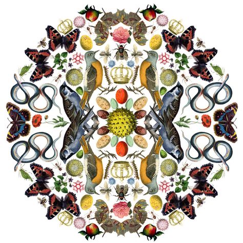 Botanical Mandala, The Birds And The Bees, Birds And Bees, Mandala Digital, Birds And The Bees, Collage Art Mixed Media, Graphic Design Lessons, High School Art, Vintage Collage