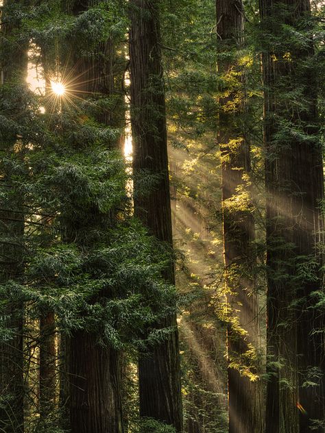 #story #writing #inspiration #nature #novel #landscape www.brickroadcreativestudios.com Sequoia Sempervirens, Trees In The Forest, Coast Redwood, California Photos, Redwood Forest, Walk In The Woods, Tree Forest, Green Trees, Enchanted Forest