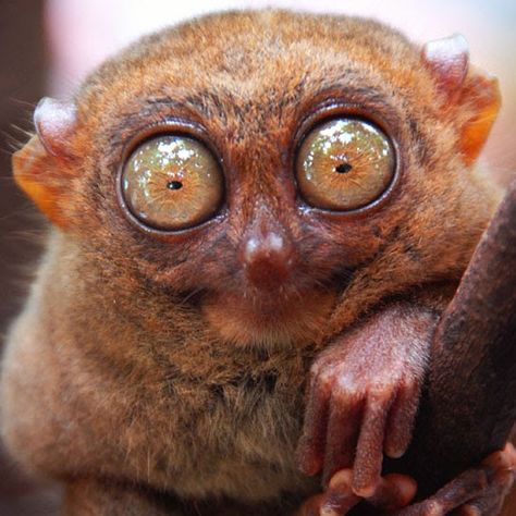 Tarsier Monkey stares into my soul. Caffeine Humor, Friday Meme, Fall Memes, Morning Memes, Coffee Facts, Nocturnal Animals, Girls Rules, Work Memes, Star Wars Memes