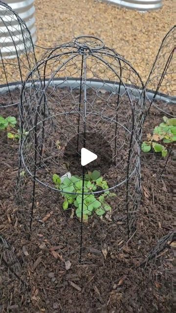 Garden cloche for my strawberry patch. Garden Cloche, Strawberry Beds, Strawberry Patch, Litter Box, Raised Garden Beds