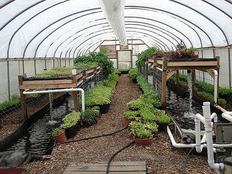 aquaponics at Growing Power in Milwaukee | at Growing Power'… | Flickr Aquaponics Greenhouse, Backyard Aquaponics, Aquaponics Plants, Aquaponics Fish, Aquaponics Diy, Hydroponic Farming, Aquaponic Gardening, Grow Room, Aquaponics System