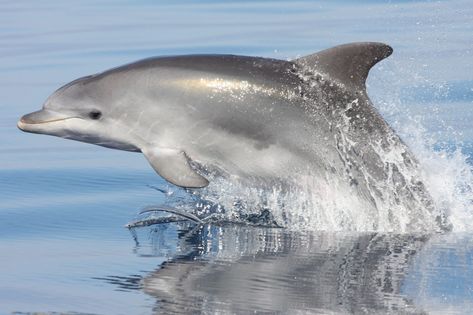 Common Bottlenose Dolphin, Beaked Whale, Advanced Higher Art, Common Dolphin, Volunteer Travel, Habitat Destruction, Bottlenose Dolphin, Coastal Retreat, Santa Lucia