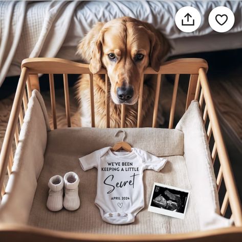 Baby Reveal With Dog, Golden Retriever Pregnancy Announcement, Dog Announcing Pregnancy, Golden Retriever Baby Announcement, Baby Announcement Photoshoot With Dogs, Baby Announcing Ideas With Dog, 1st Baby Announcement, Pregnancy Announcement With Dogs, Pregnancy Announcement Riddles