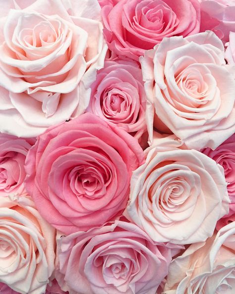 pink roses are perfection Pink Aesthetic Roses, Flower Aesthetics, Pink Roses Background, Roses Photography, Flowers Garland, Garden Screen, Backgrounds Iphone, Flowers Drawing, Flowers Colorful