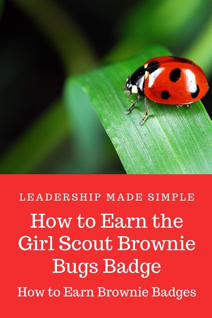 Brownie Bugs Badge, Brownie Meeting Ideas, Girl Scout Brownies Meetings, Girl Scout Brownie Badges, Brownies Activities, Girl Scout Brownie, Girl Scout Meeting Ideas, Brownie Badges, Girl Scout Troop Leader