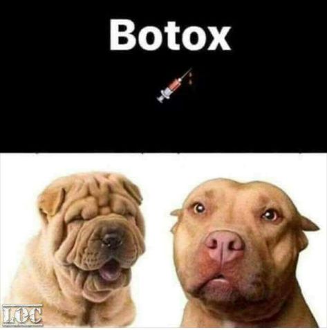 Dog botox. Before and After pictures. :-D Botox Funny, Botox Quotes, Tierischer Humor, Monday Memes, Funny Animal Quotes, Funny Animal Pictures, Minneapolis, Milwaukee, Animals And Pets