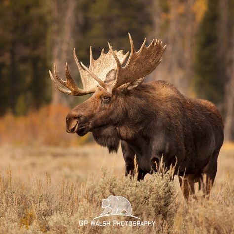 Aa Moose Pics, Moose Painting, Moose Pictures, Moose Hunting, North American Animals, Moose Deer, Wild Animals Photography, Swim Dresses, Bull Moose