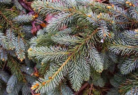 Which Spruce Tree Should I Plant? | The Tree Center™ Weeping Spruce, Euonymus Alatus Compactus, Euonymus Alatus, Colorado Spruce, Picea Pungens, Flowering Cherry Tree, Colorado Landscape, Alpine Plants, Spruce Tree