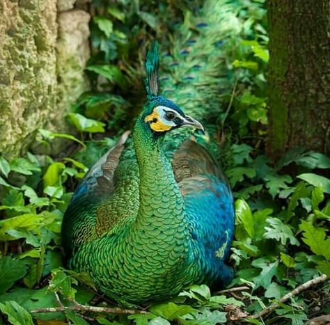 Green Peafowl (Pavo muticus) Green Peafowl, Zoo Miami, Peacock Pictures, Peacock Painting, Peacock Art, Geometric Art Prints, Exotic Birds, Colorful Birds, Bird Photography