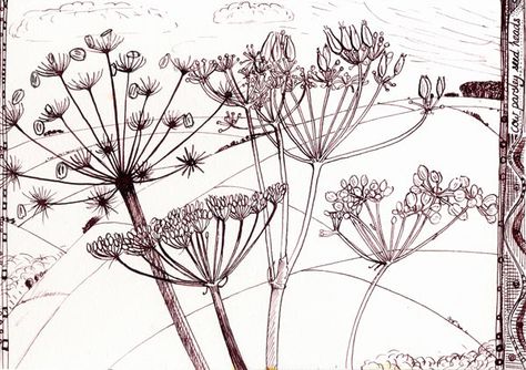 With the first tentative hints of Spring showing in the hedgerows, and with daffodils and snow drops showing in the margins, I’m turning my attention towards the Spring flowers in the coming weeks.… Rabbit Meat, Seed Art, Snow Drops, Cow Parsley, Seed Heads, Plant Drawing, Flower Doodles, Sumi E, Ink Illustrations